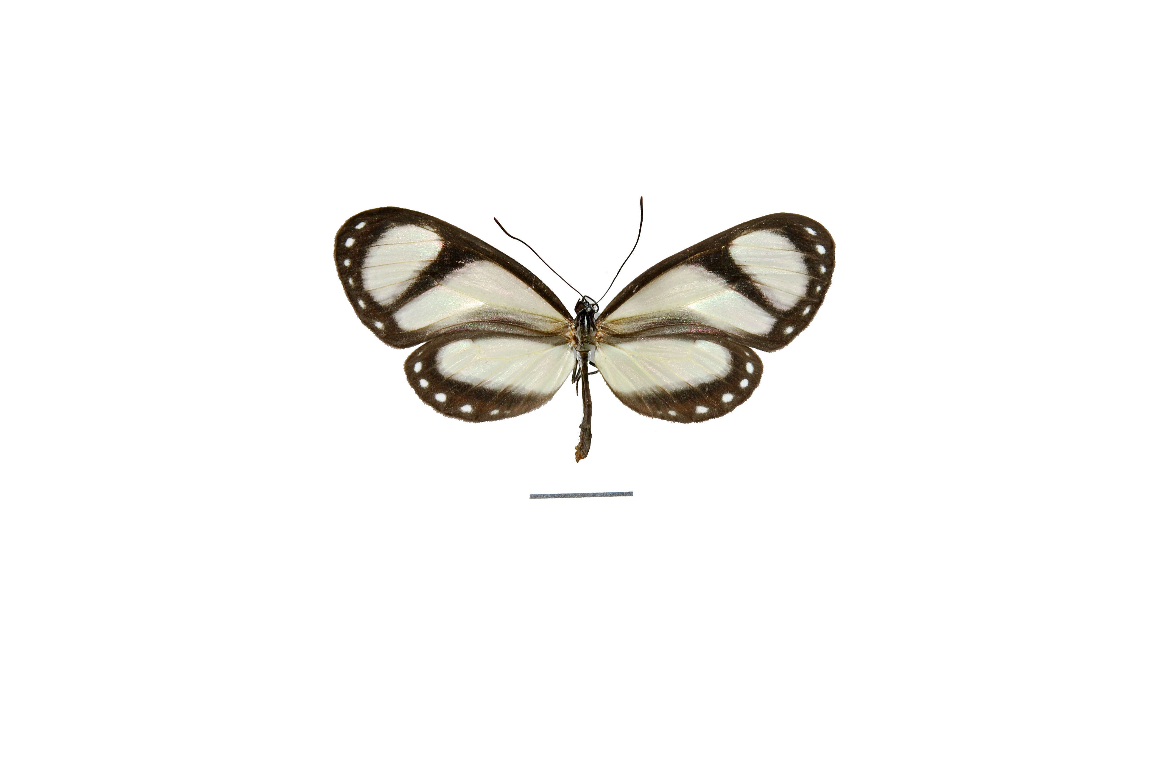 Image of Ithomia amarilla Haensch 1903