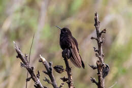 Image of Black Metaltail