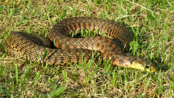 Image de Rhabdophis tigrinus (F. Boie 1826)