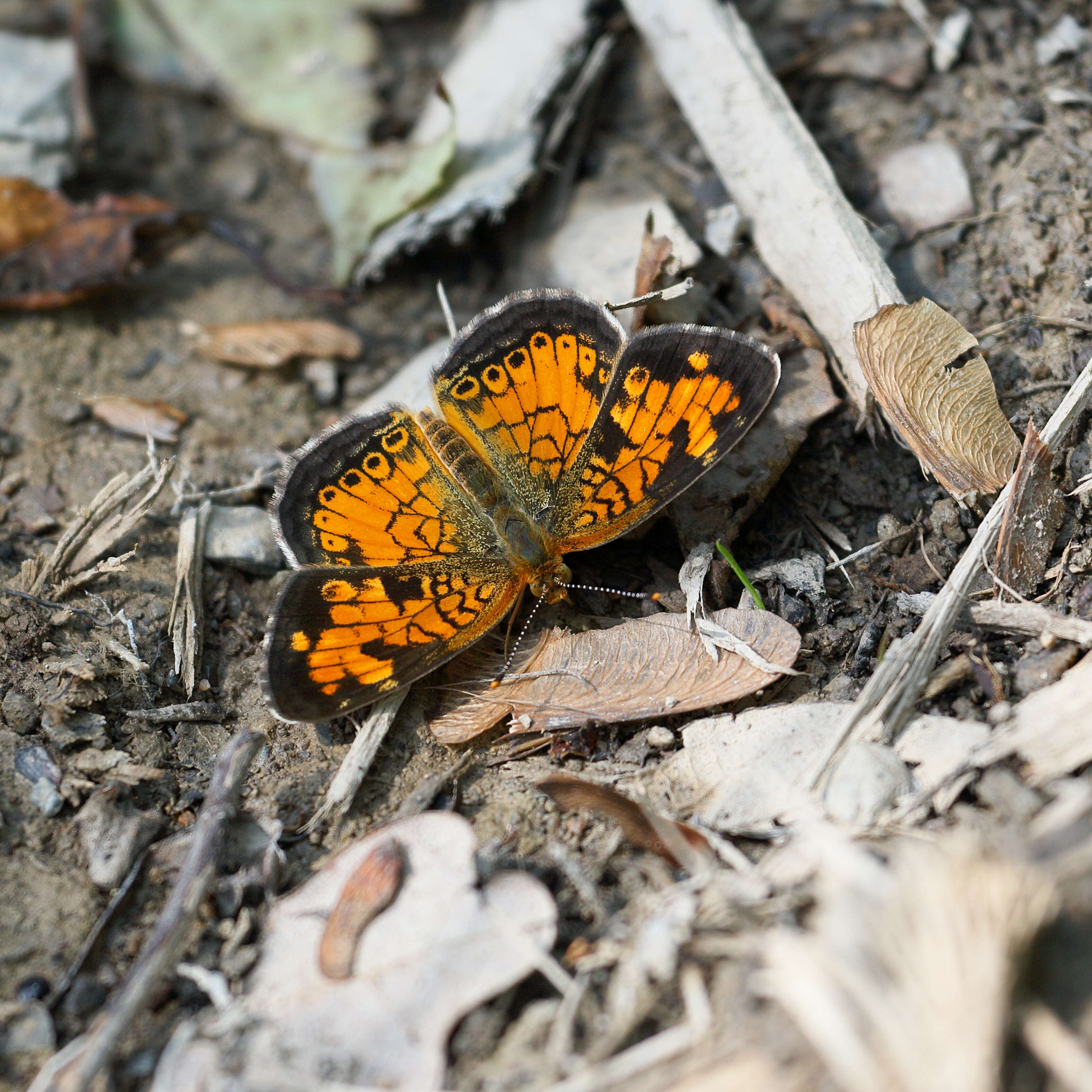 Image of Phyciodes cocyta