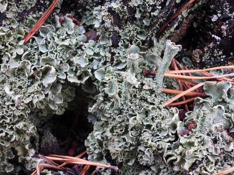 Image of finger cup lichen