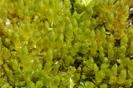 Image of Schleicher's bryum moss