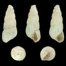 Plancia ëd Turbonilla obliquata (Philippi 1844)