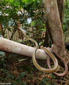 Leptophis ahaetulla (Linnaeus 1758)的圖片