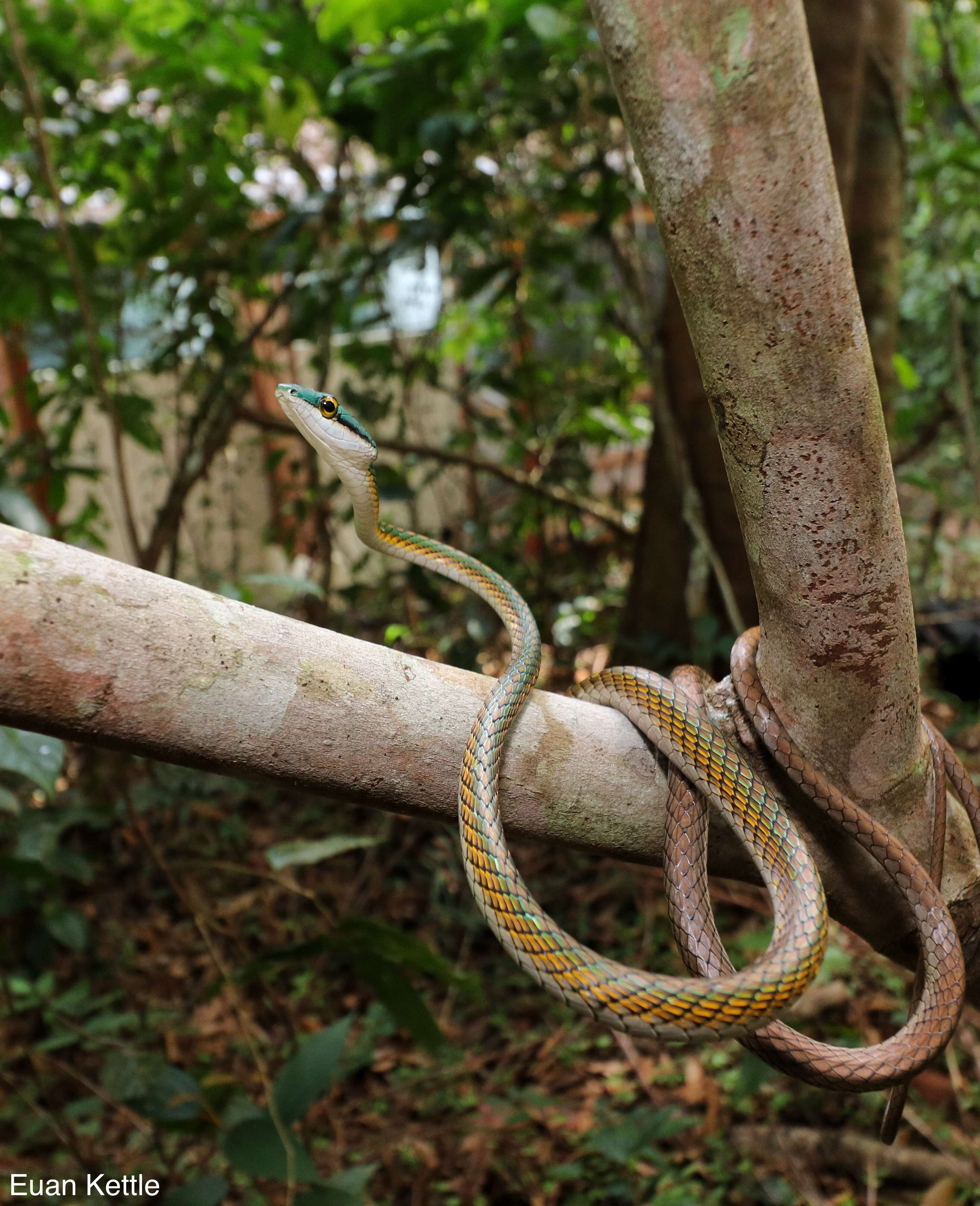 Image of Green Parrot Snake