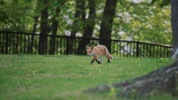 Imagem de Vulpes vulpes schrencki Kishida 1924