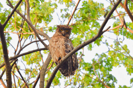 Image of Brown Fish Owl