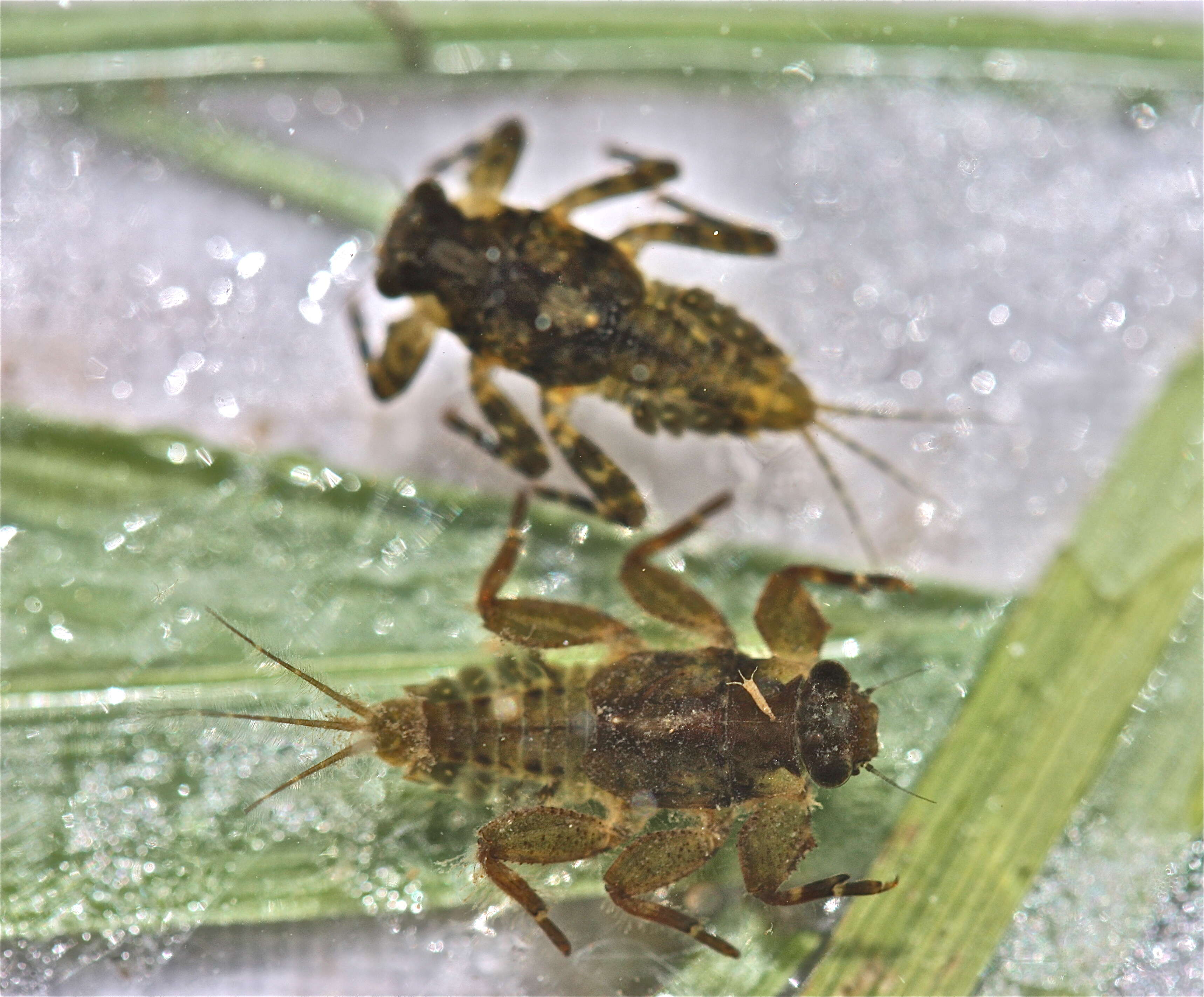 Image of Drunella tuberculata (Morgan 1911)