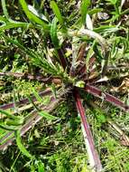 Image of woolly thistle