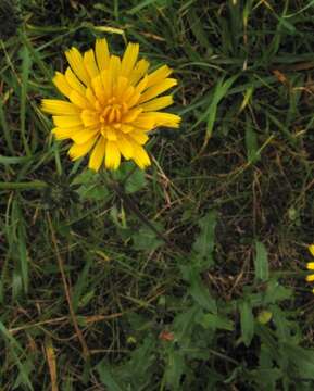 Picris hieracioides L. resmi