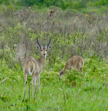 Image of Southern Reedbuck