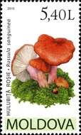 Image of Russula sanguinaria (Schumach.) Rauschert 1989