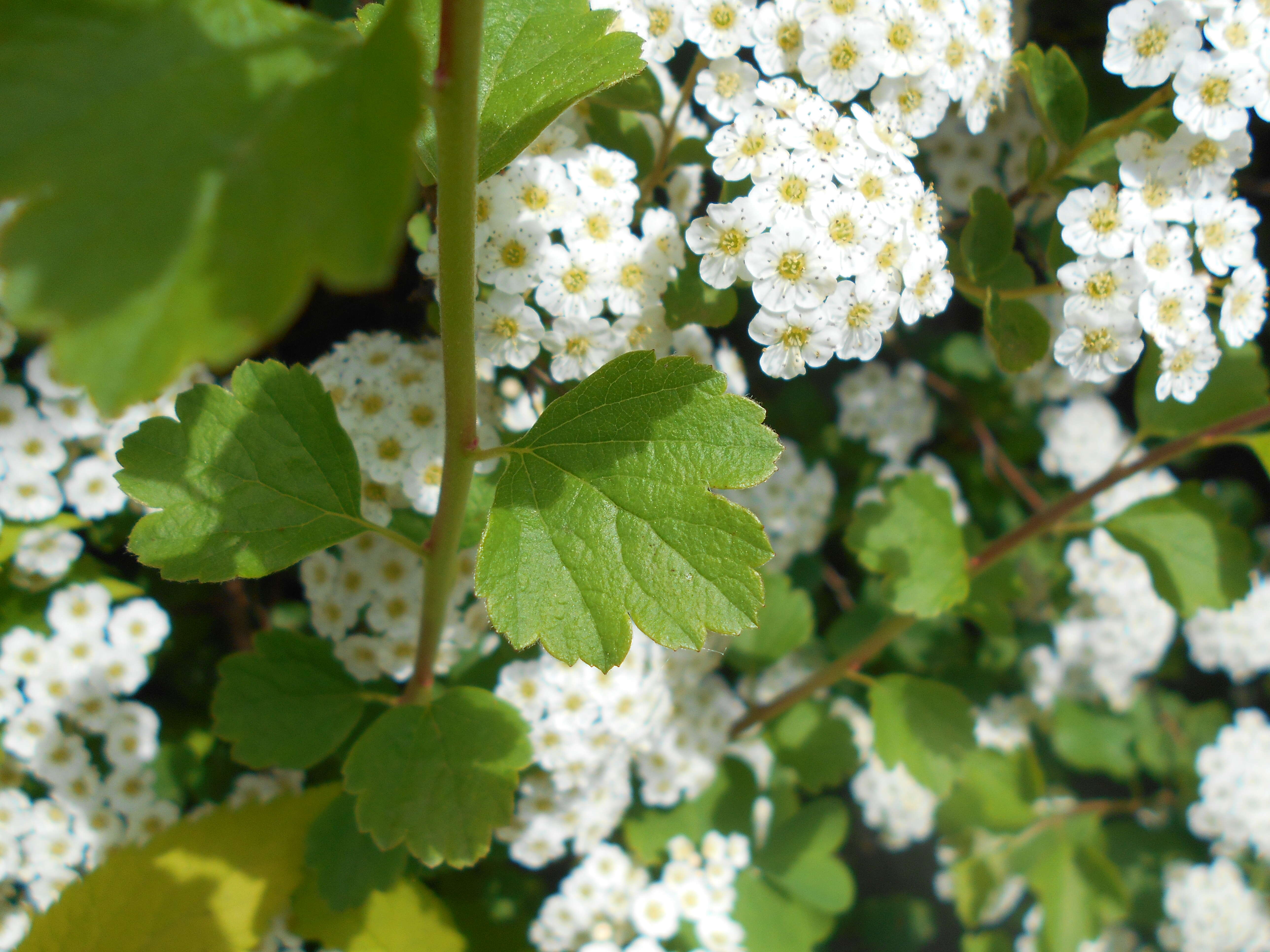 Image of Asian meadowsweet