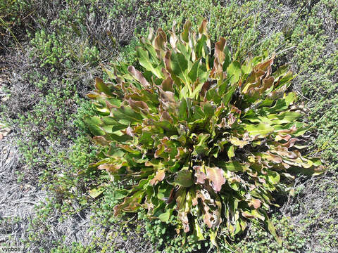 Image of Protea caespitosa Andr.