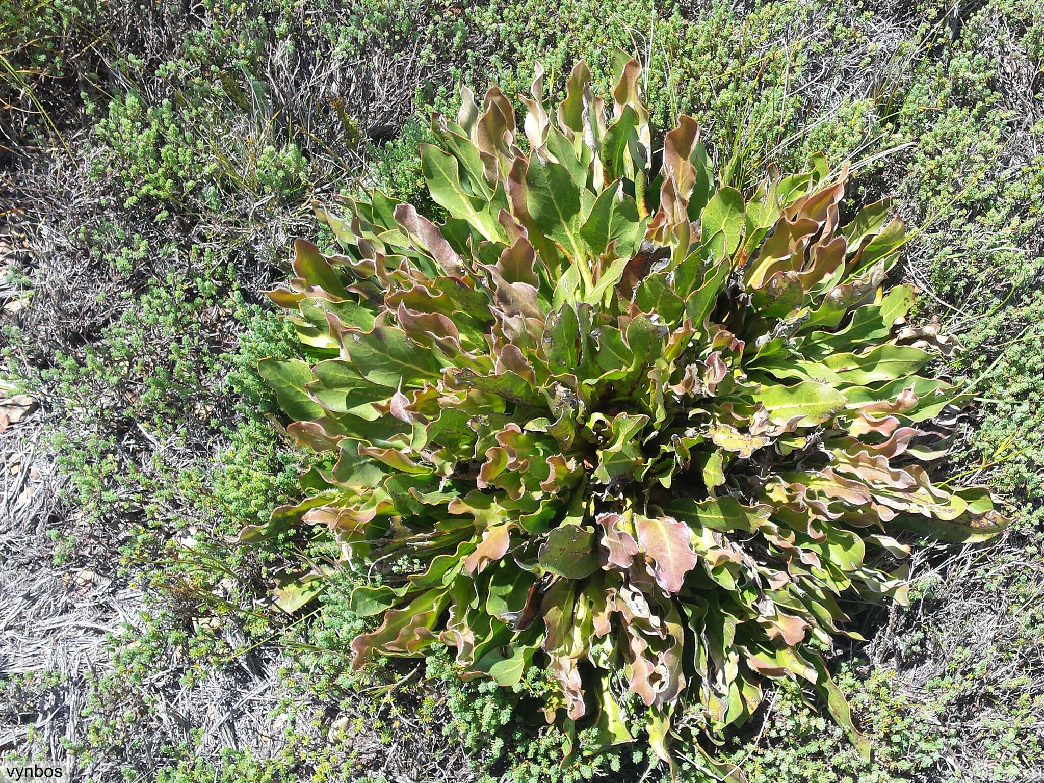 Image of Protea caespitosa Andr.