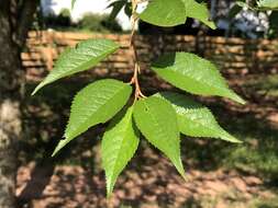 Plancia ëd Prunus subhirtella Miq.