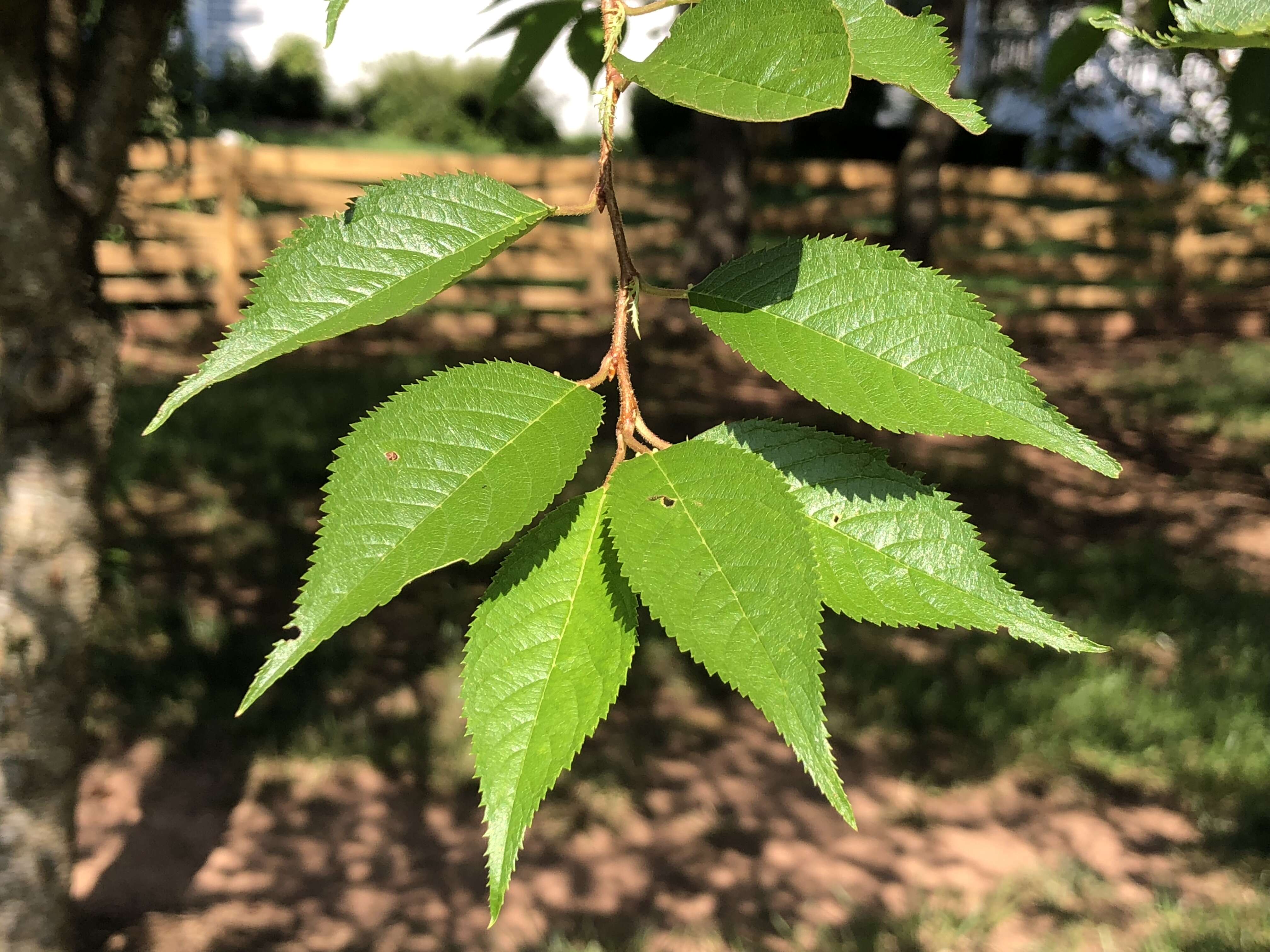 Plancia ëd Prunus subhirtella Miq.