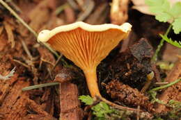 Imagem de Hygrophoropsis aurantiaca (Wulfen) Maire 1921