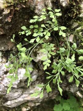 Image of Wall-rue