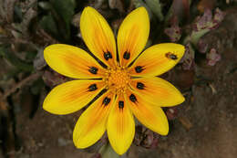 Image of Gazania lichtensteinii Less.