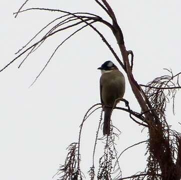 Image of Light-vented Bulbul