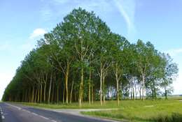 Image of Carolina poplar