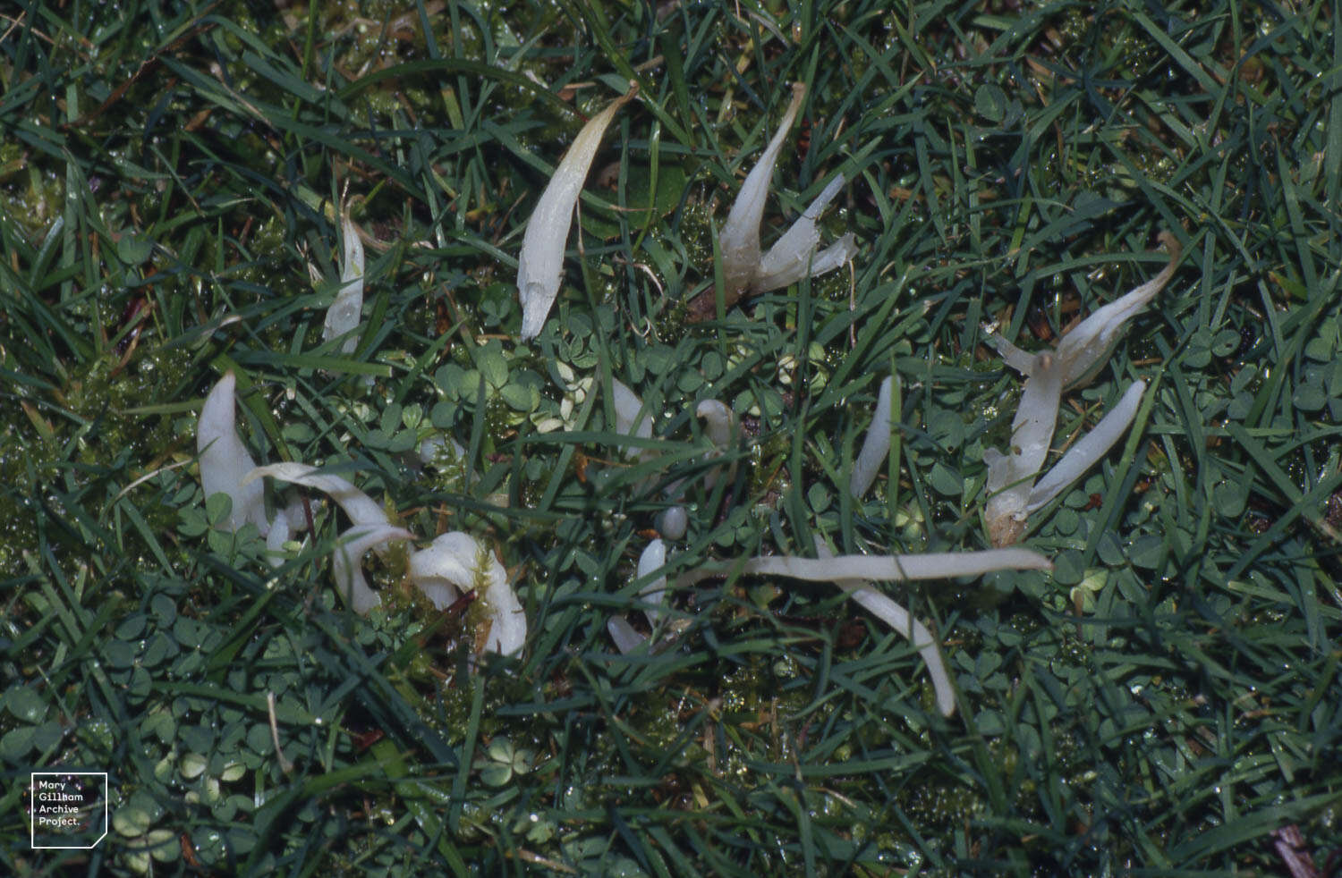 Image of Clavaria fumosa Pers. 1796