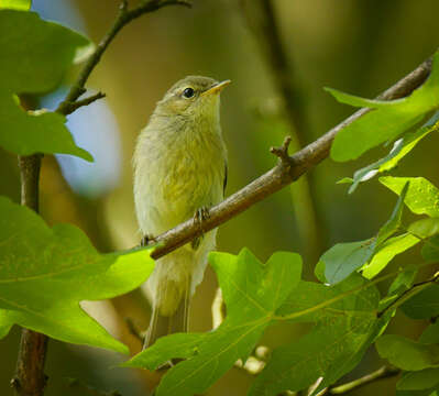 Image of Common Chiffchaff