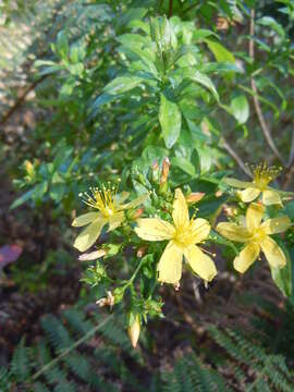 Image of Hypericum glandulosum Dryand. ex Ait.