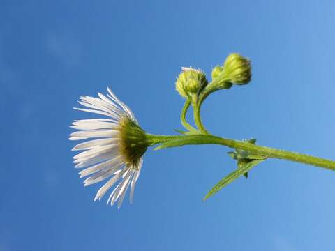 Image of eastern daisy fleabane