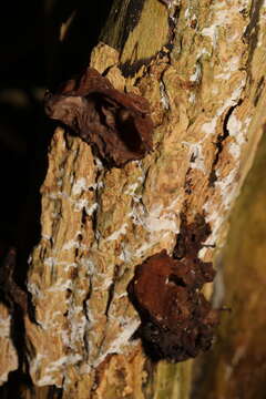 Image of ear fungus