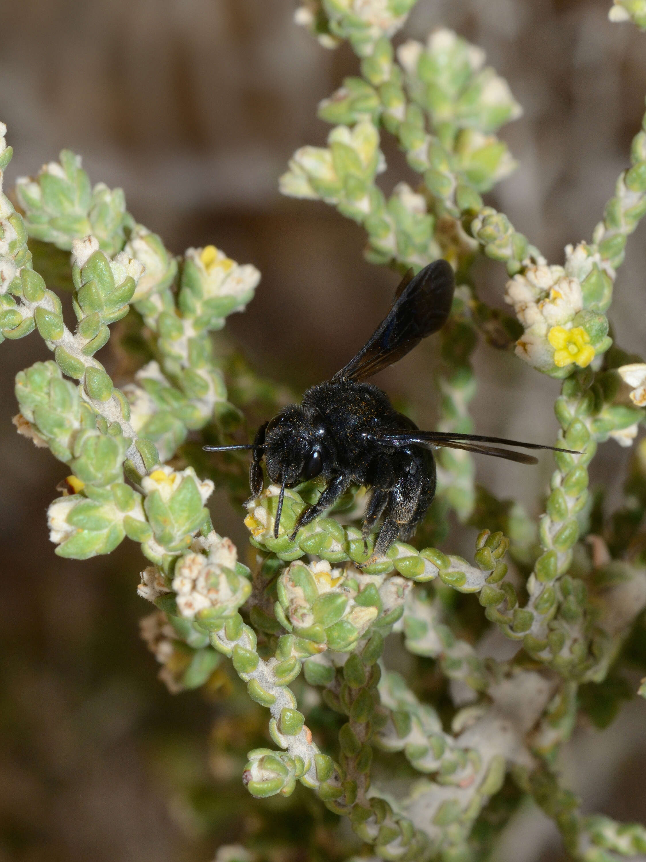 Image of Thymelaea hirsuta (L.) Endl.