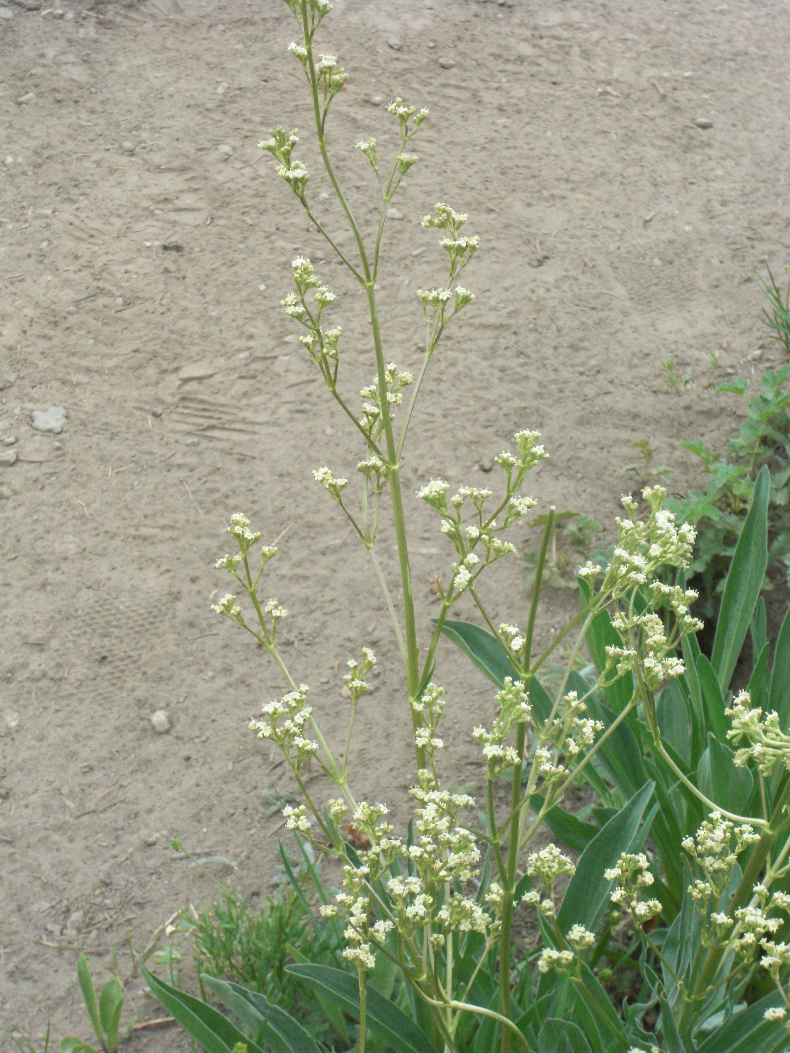 Image of tobacco root