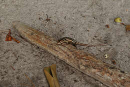 Image of Seychelles skink