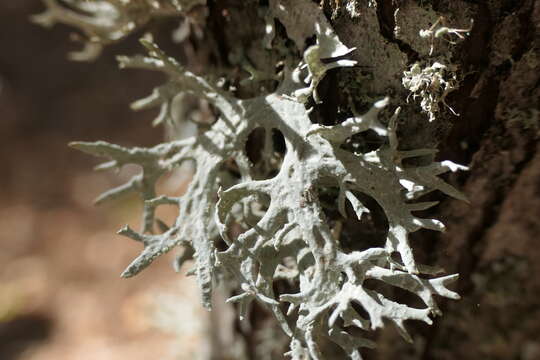 Image of ring lichen