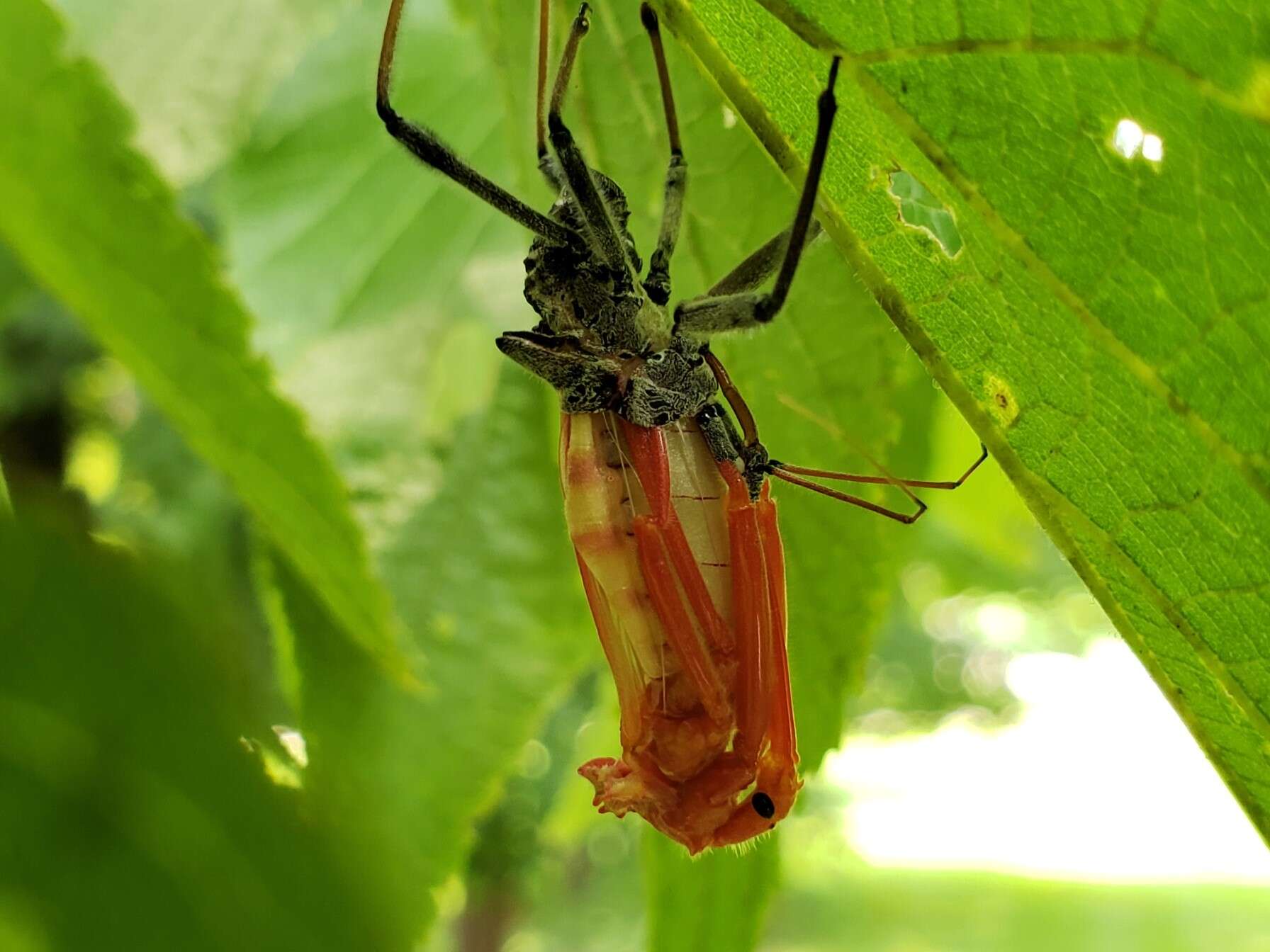 Image of Wheel Bug