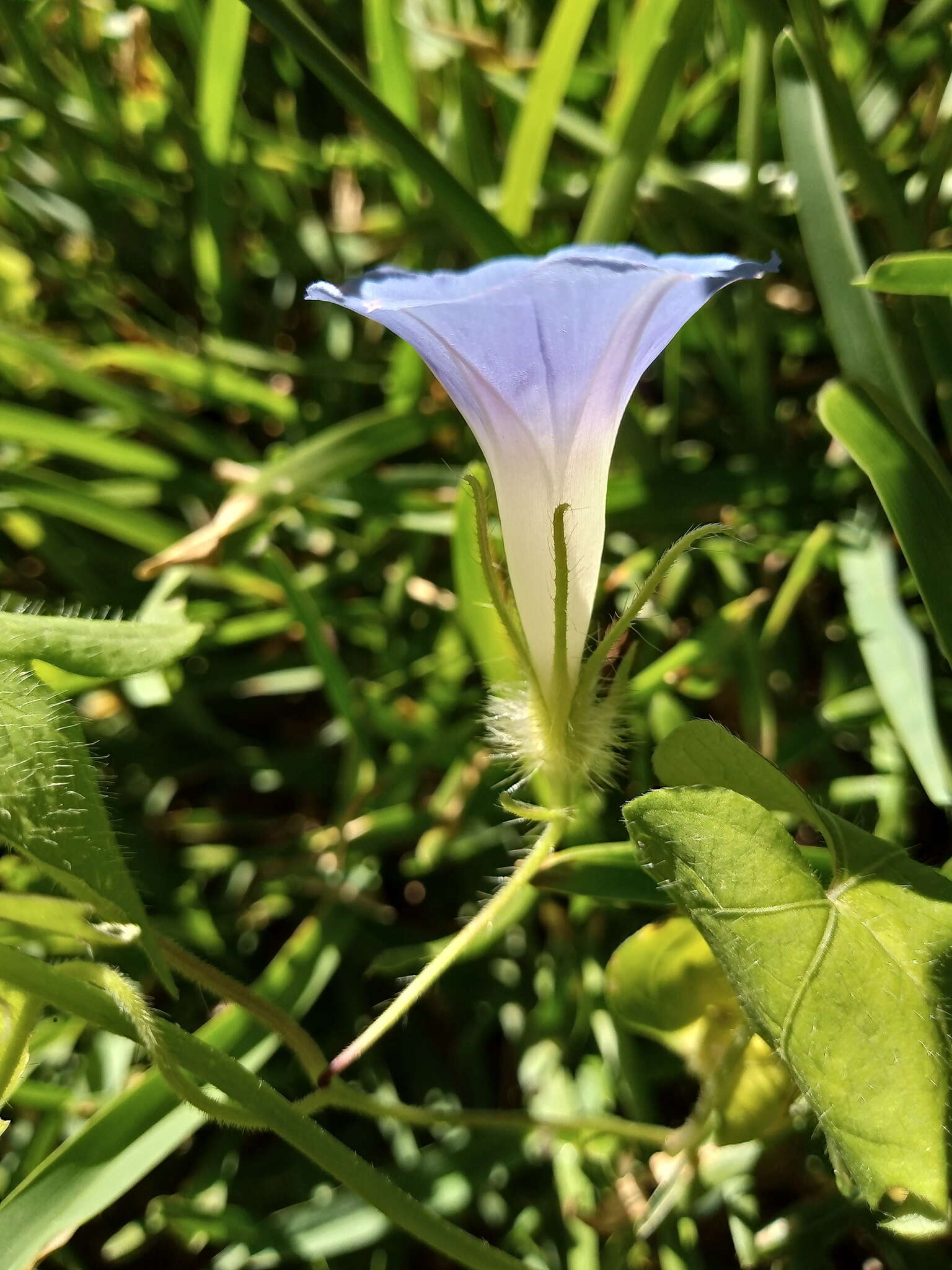 Image of Ivyleaf morning-glory