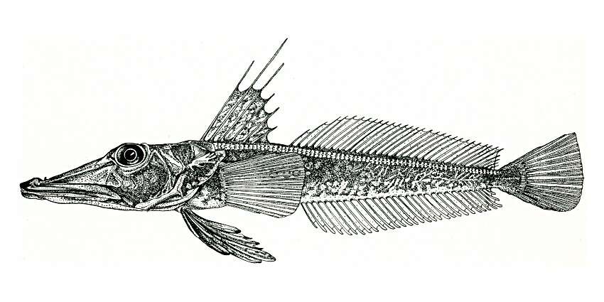 Plancia ëd Channichthys richardsoni Shandikov 2011