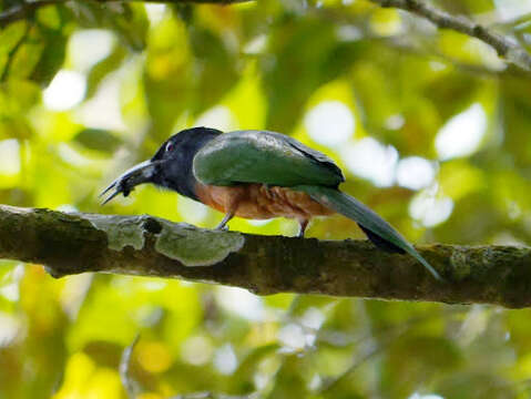 Image of Black-headed Bee-eater