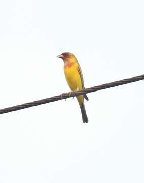 Image of Brown-headed Bunting