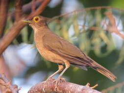 Image of Spectacled Thrush