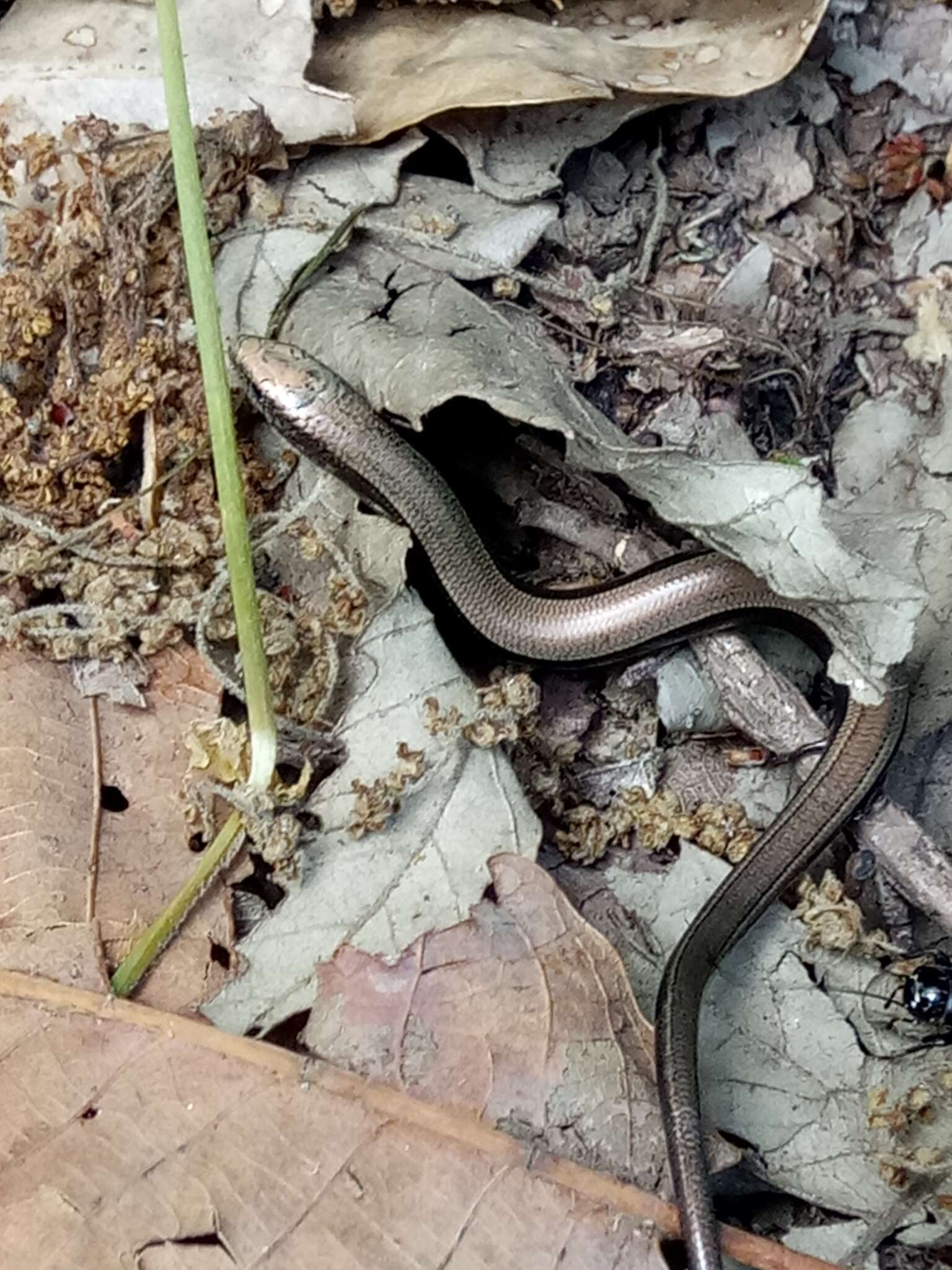 Plancia ëd Chalcides mertensi Klausewitz 1954