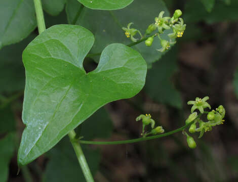 Image of Dioscorea communis (L.) Caddick & Wilkin