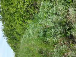 Image of Roman wormwood