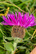 Centaurea nervosa Willd. resmi