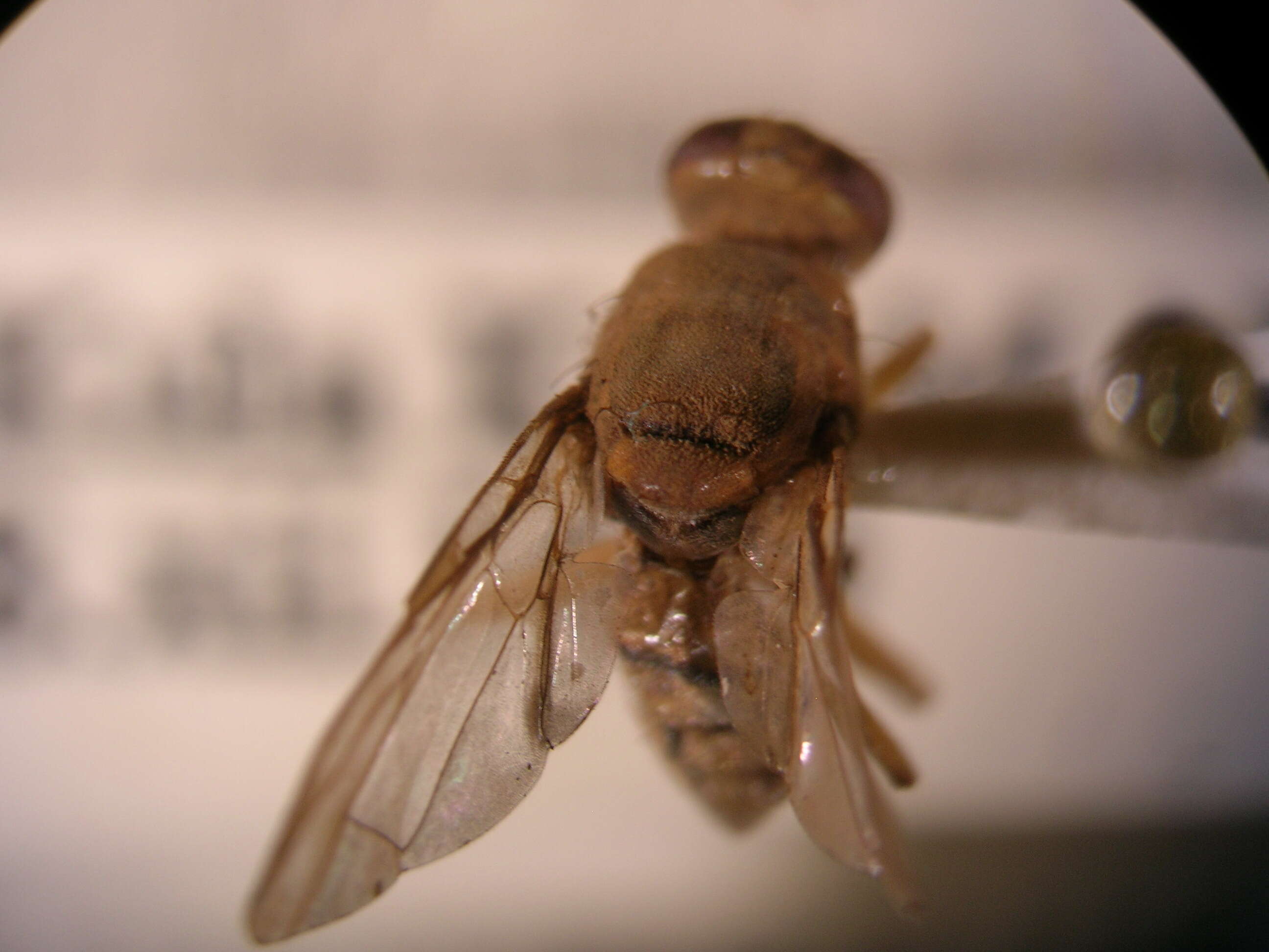 Image de Mouche orientale des fruits