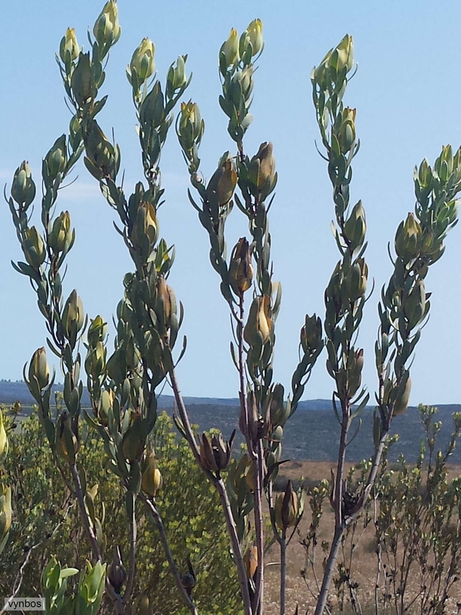 Image of Ivory conebush