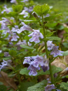 Image of Ground ivy