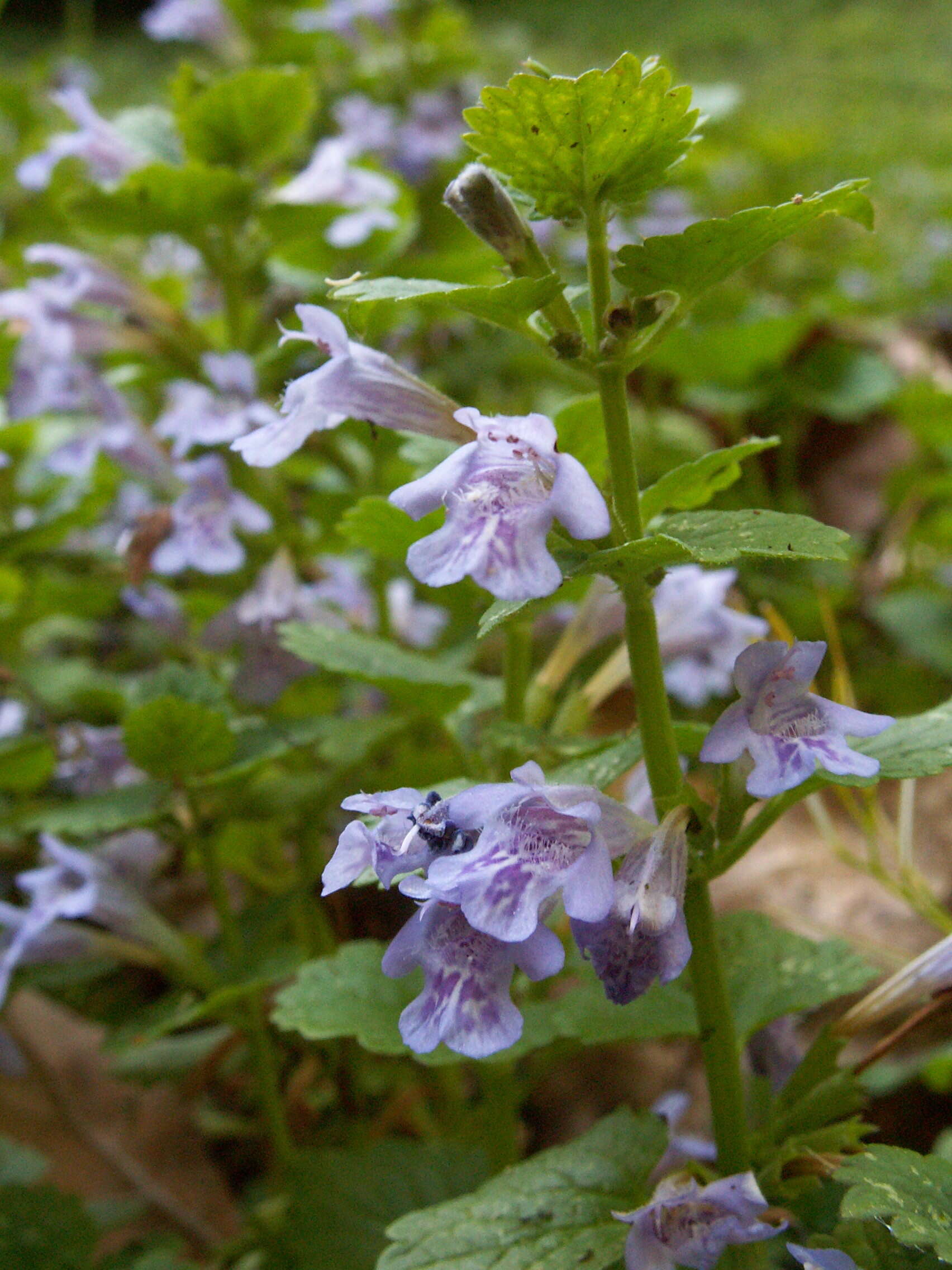 Image of Ground ivy