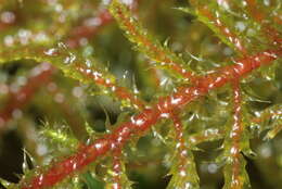 Image of square goose neck moss